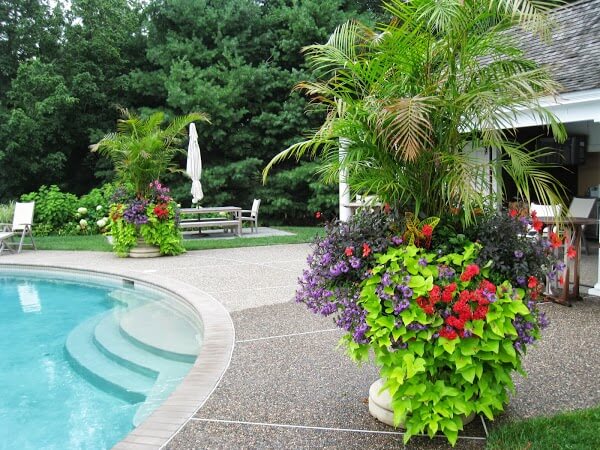 Swimming Pool Landscaping & Pool Plants | Thursday Pools